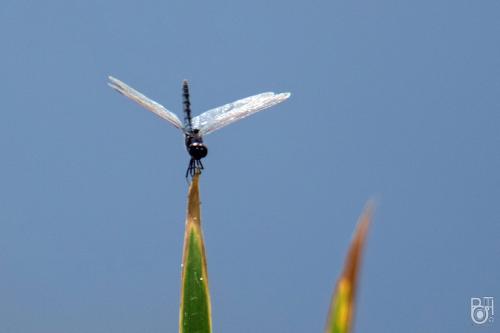 Urothemis edwardsii